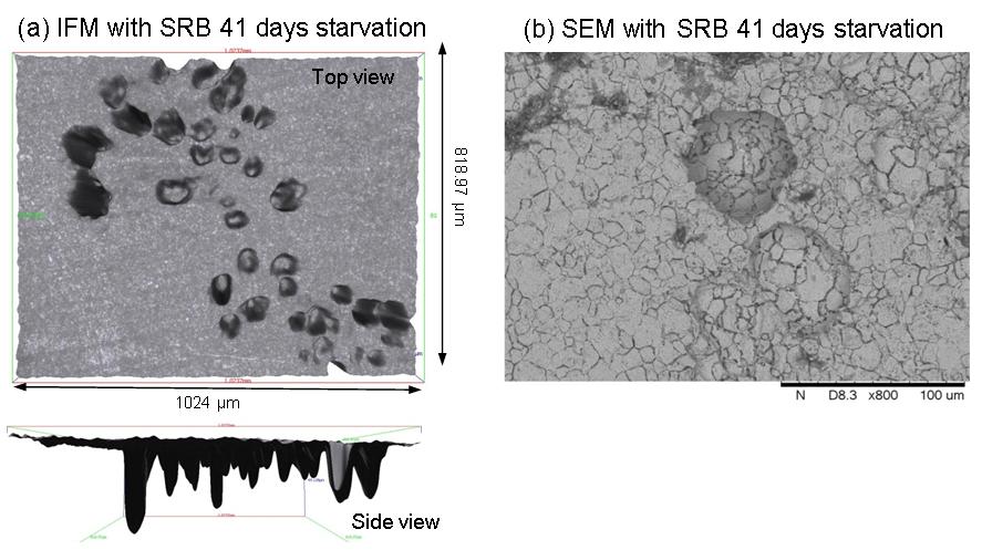 Figure 2 (a) IFM and (b) SEM images of MIC