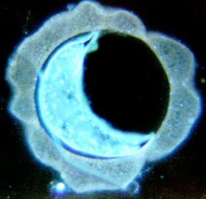 Fig. 9. Fertilized egg from brood chamber. Crescent shaped body is developing embryo.