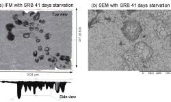 Figure 2 (a) IFM and (b) SEM images of MIC