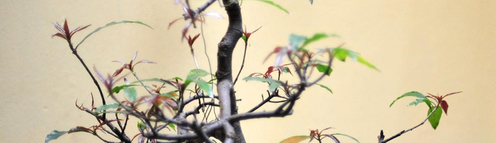 Staging – A sample site